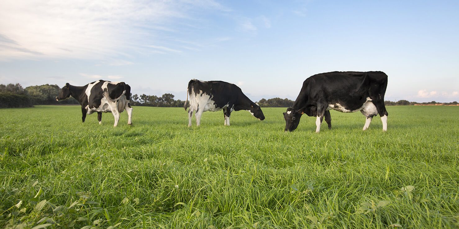 Coinga_Vaques_Pastura