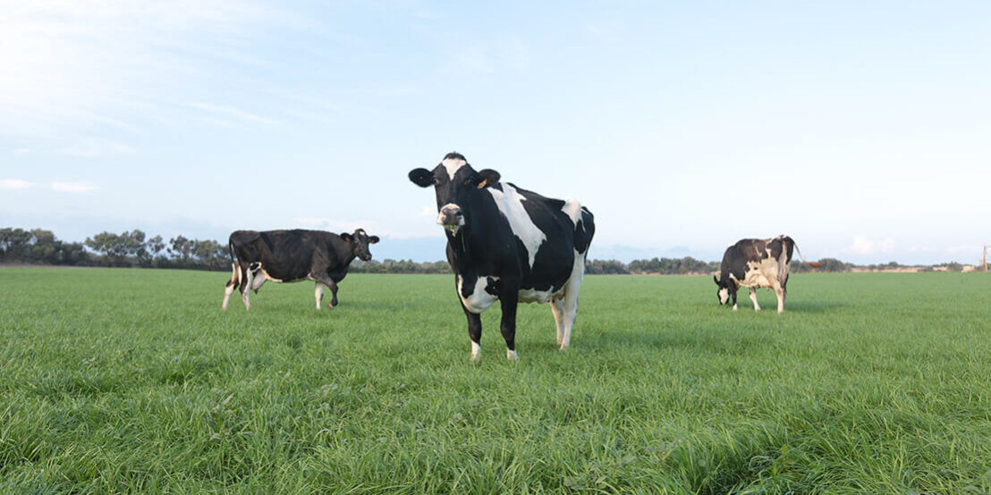 vaques pastura llet benestar animal
